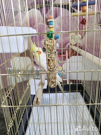 Попугай корелла с клеткой