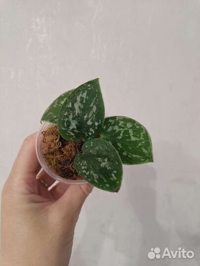 Сциндапсусы, филадендроны, эпипремнумы