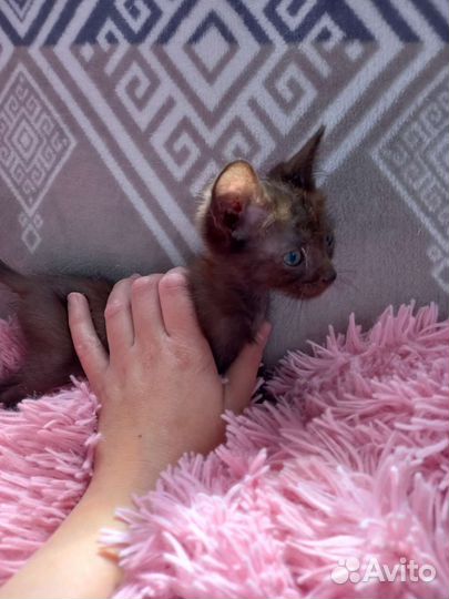 Котёнок мальчик 1 месяц