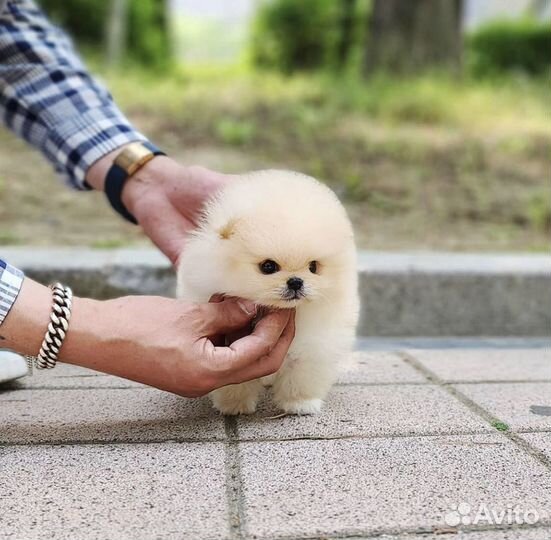 Медвежата супер мини померанцы шпицы