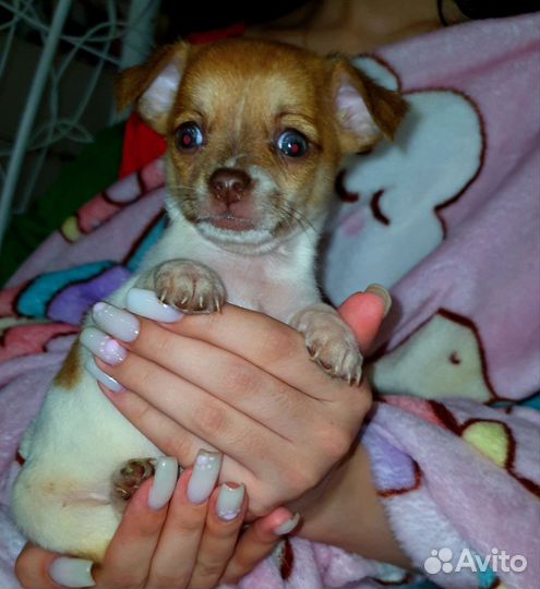 Минюшечки малышики чихуахуа, доставка