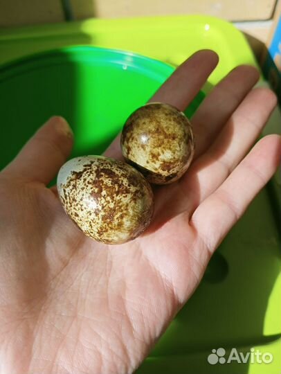 Яйца перепелиные