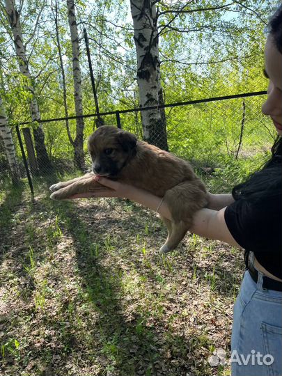 Отдам щенков