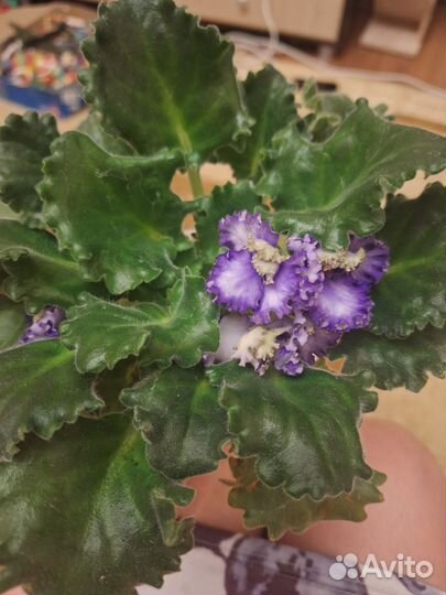 Фиалка взрослая цветущая