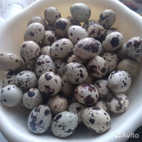 Яйца перепелиные инкубационные