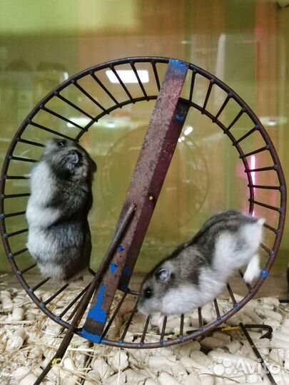 Продам хомячков