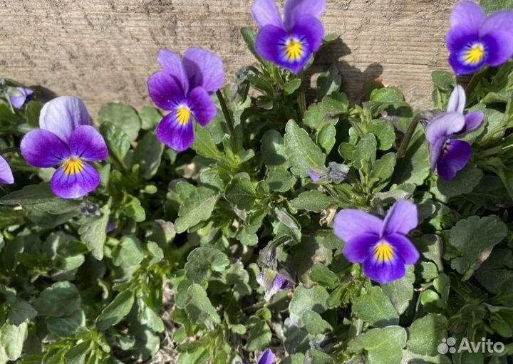 Анютины глазки маргаритки многолетнее растение