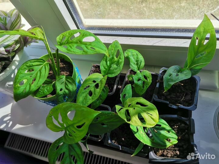 Монстера манки