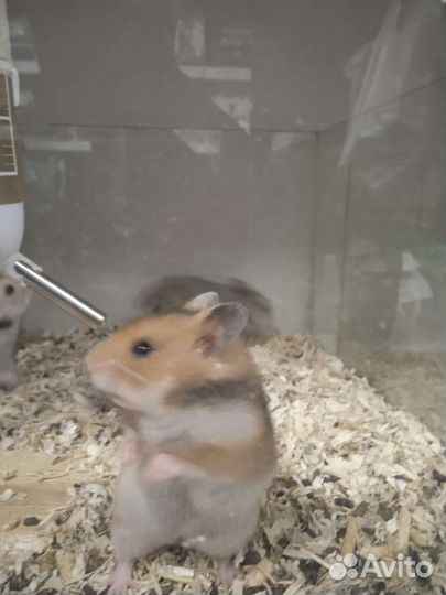 Сирийский хомяк