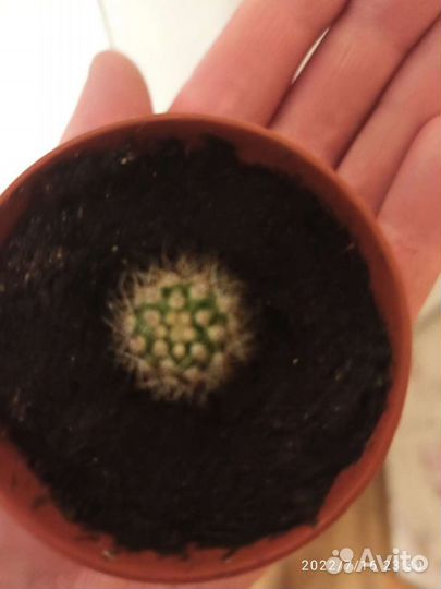 Танцующий кактус