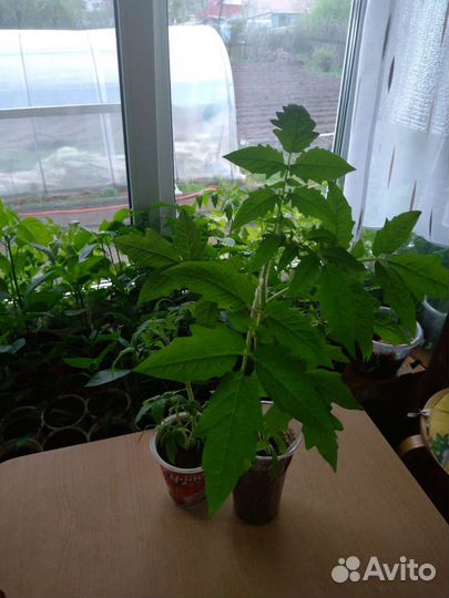 Рассада помидор разных сортов