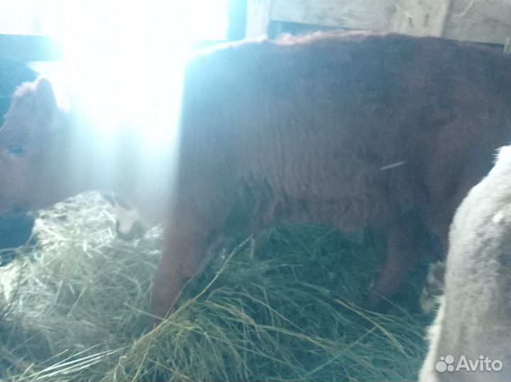 Телята, бычки и телки