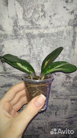 Хойя Obovata variegata