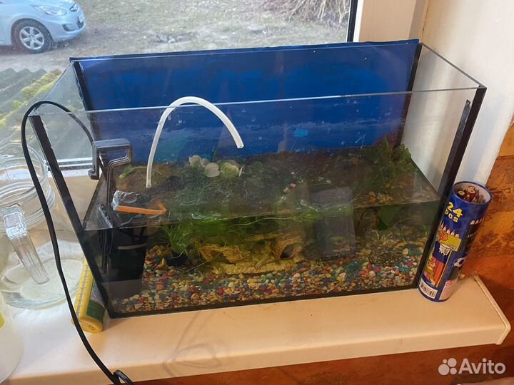 Аквариум с гуппи