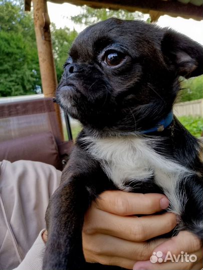 Щенки пти брабансона