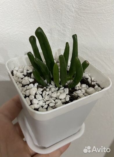 Крассула Хоббит