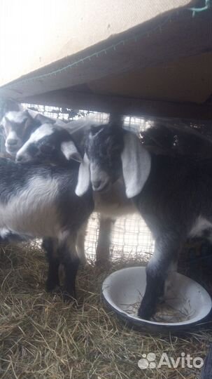 Козлята молочные