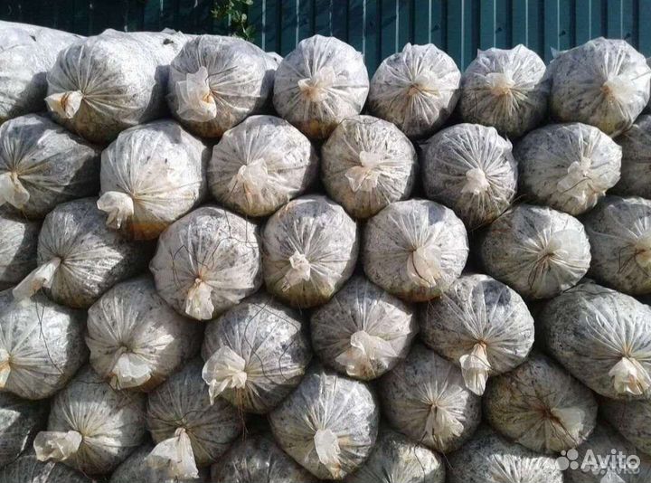 Грибные блоки (отработка)