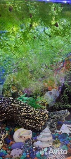 Роголистник в аквариум/трава