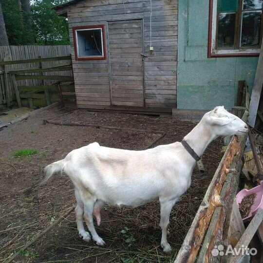 Продам отличных коз