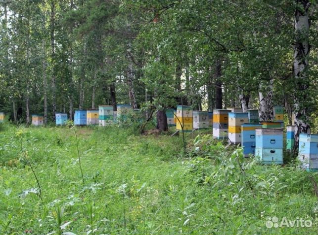 Мёд 24 года Алтайский оптом