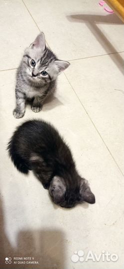 Шотландская