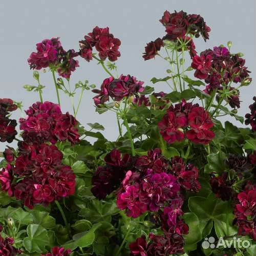 Герань пеларгония ампельная