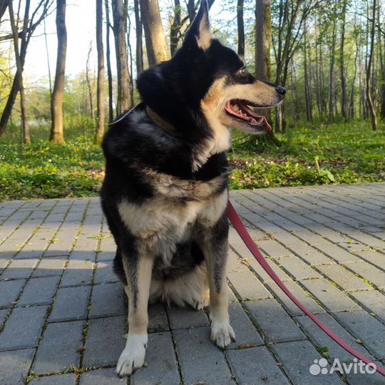 Передержка собак. читайте описание