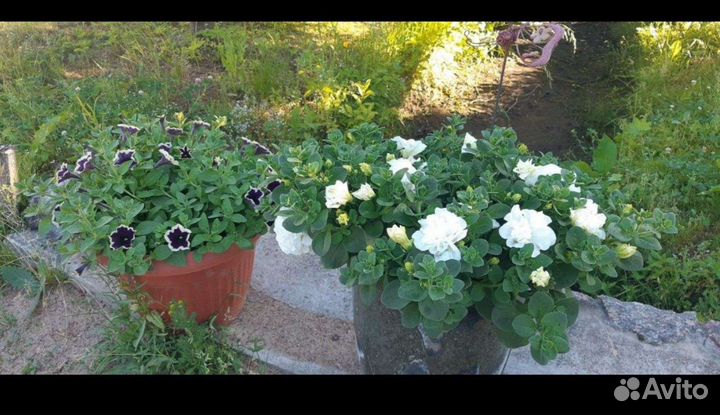 Петуния тумберлины Диана.Пресцылла и Алегра