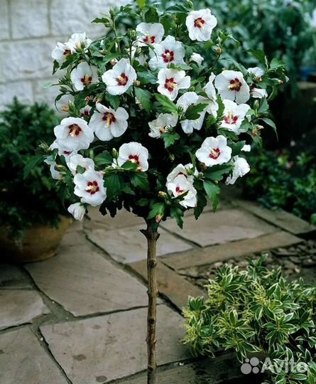 Для Вашего сада