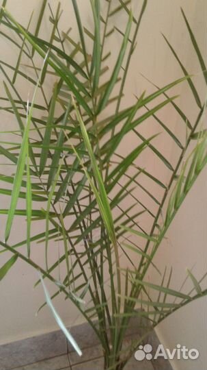 Пальма финиковая