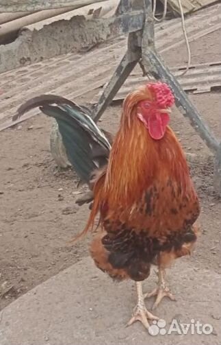 Петухи молодые. Годовалые