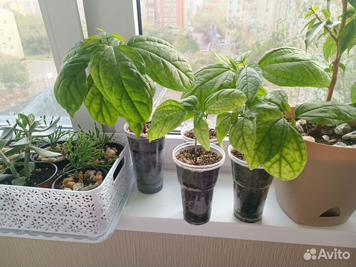 Клеродендрум