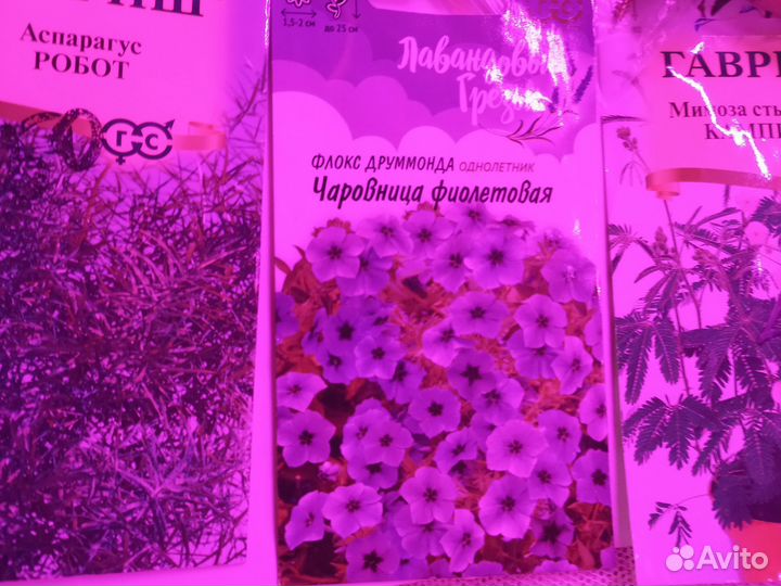 Семена набор (аспарагус,флокс,мимоза)