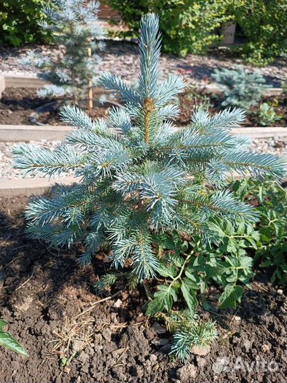 Ель голубая