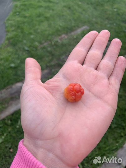 Морошка свежая