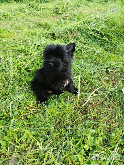 Очаровательный уголёк