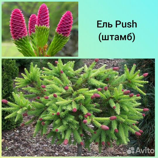 Ель Пуш 
