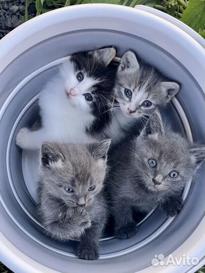 Котята