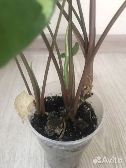 Сингониум Панда