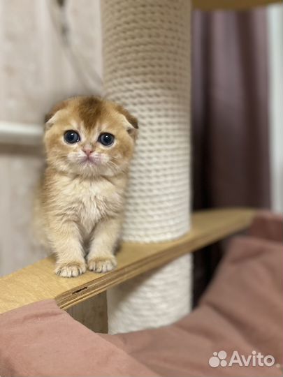 Роскошные шотландские котята