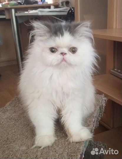 Котик персидский