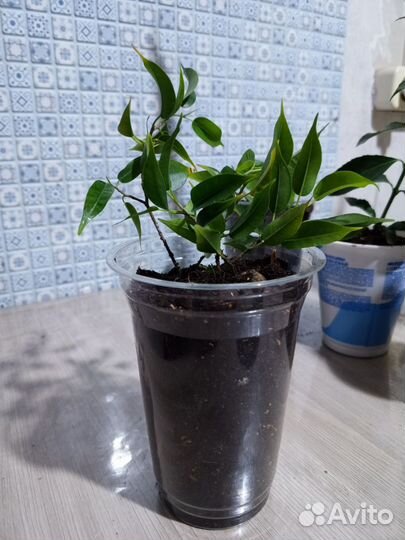 Продам цветы комнатные