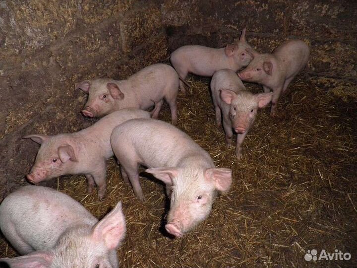 Поросята