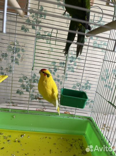 Попугай какарик