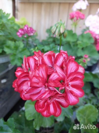 Пеларгонии