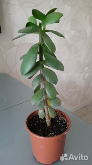 Диффенбахия и денежное дерево (Толстянка)