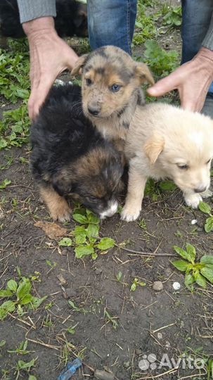 Щенок в добрые руки