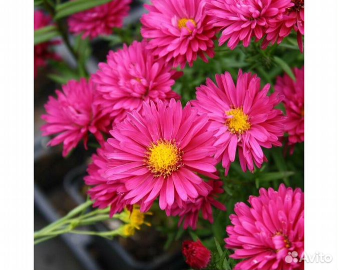 Астра n.b. Royal Ruby