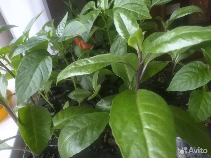 Джинура(листья бога)